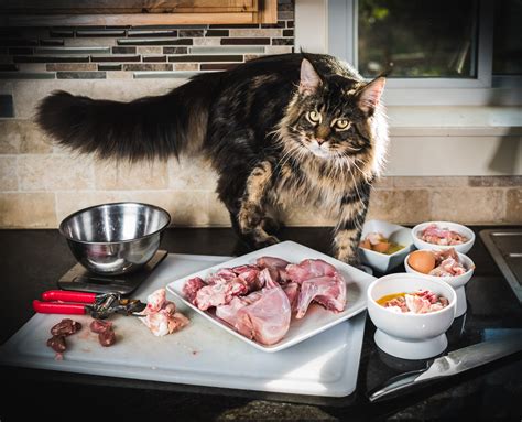 They can grow to between 10 to 18 pounds, and their tails are typically the same length as their bodies, if not longer. . Best food for maine coon kitten